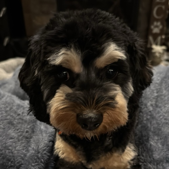 cavapoo_mama